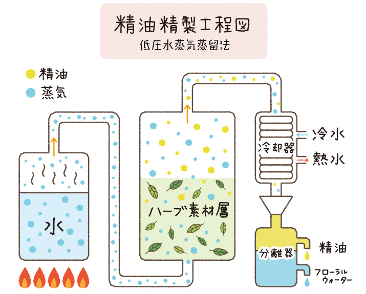 精油精製工程図(水蒸気蒸留法)