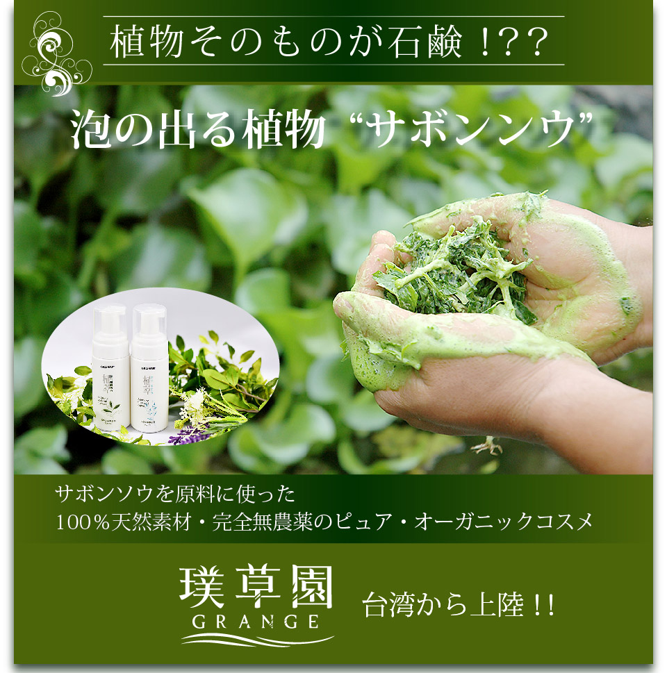 植物そのものが石鹸！？泡の出る植物サボン草