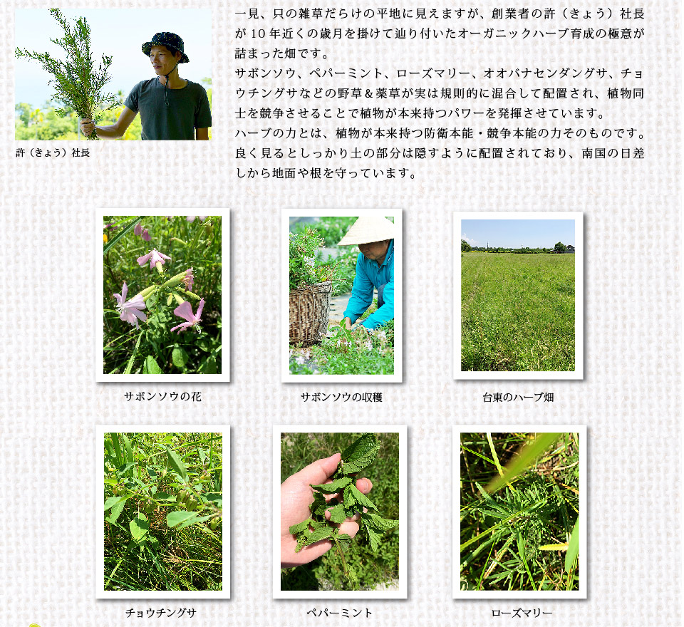 野草&薬草
